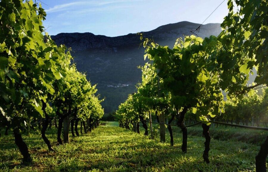 Wine Lover's Tour from Dubrovnik - Why Ston improves the wine day