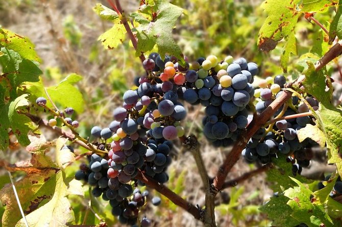 Wine Lover's Tour of Peljesac Peninsula - Is $181.48 a fair price?