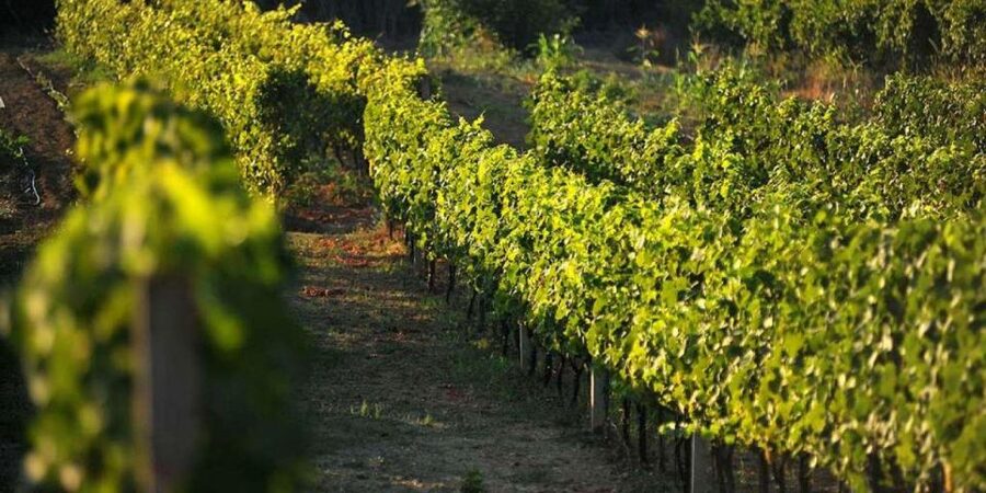 Wine tasting on Peninsula Pelješac wine tour from Dubrovnik - Trstenik and the final coastal stroll