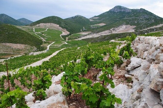 Wine tour peninsula Pelješac - Why this makes a good break from Dubrovnik